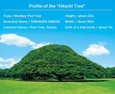 Profile of the "Hitachi Tree"